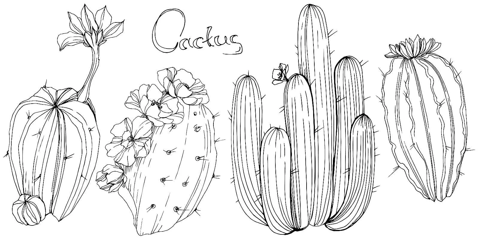 Dibujos para colorear e imprimir Cactus