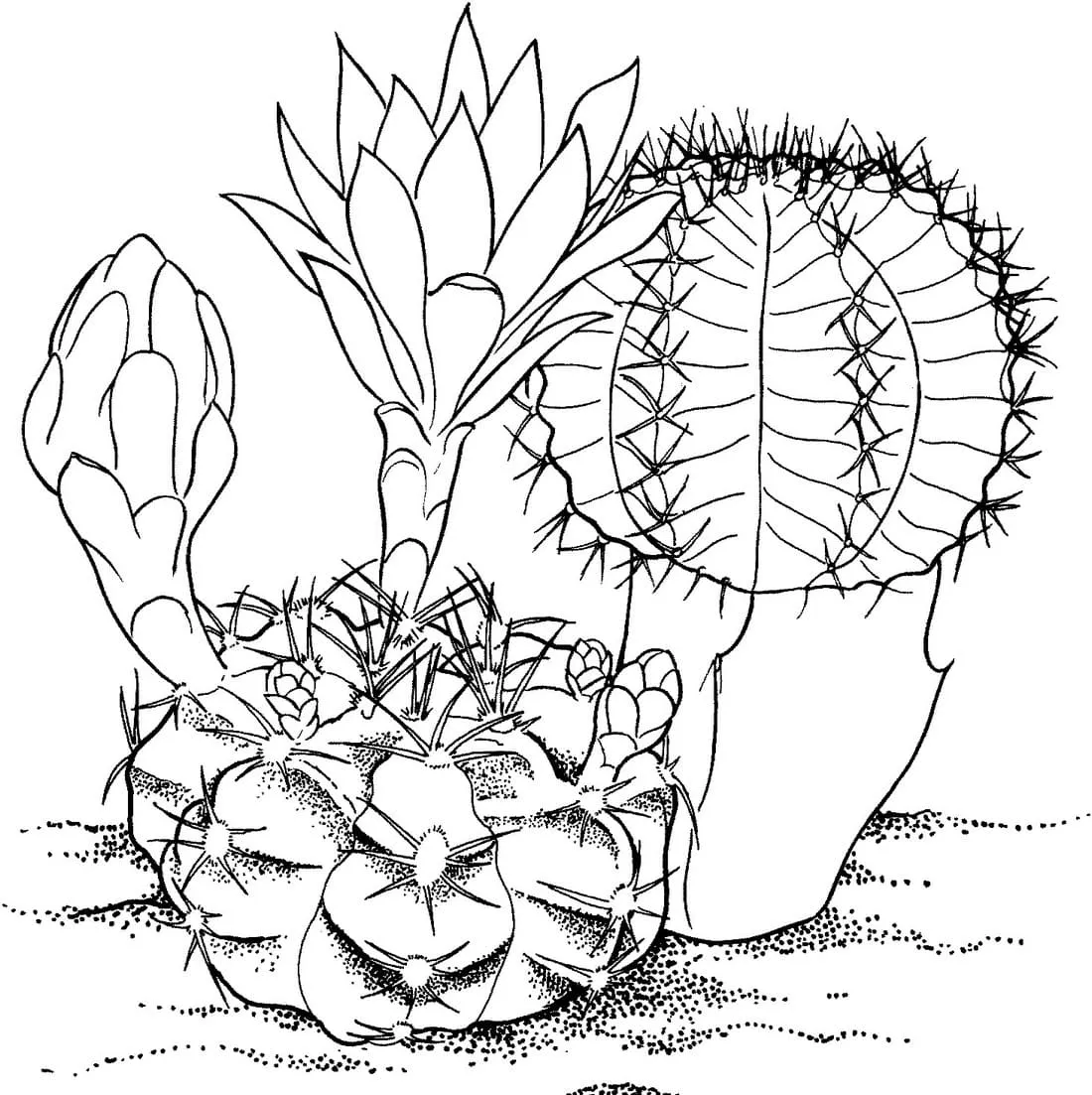 Dibujos para colorear e imprimir Cactus