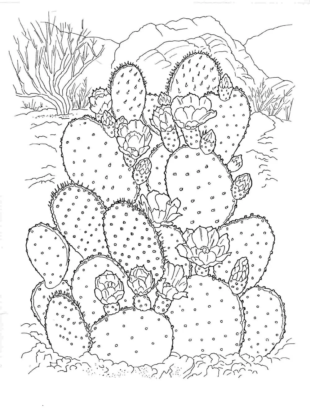 Dibujos para colorear e imprimir Cactus