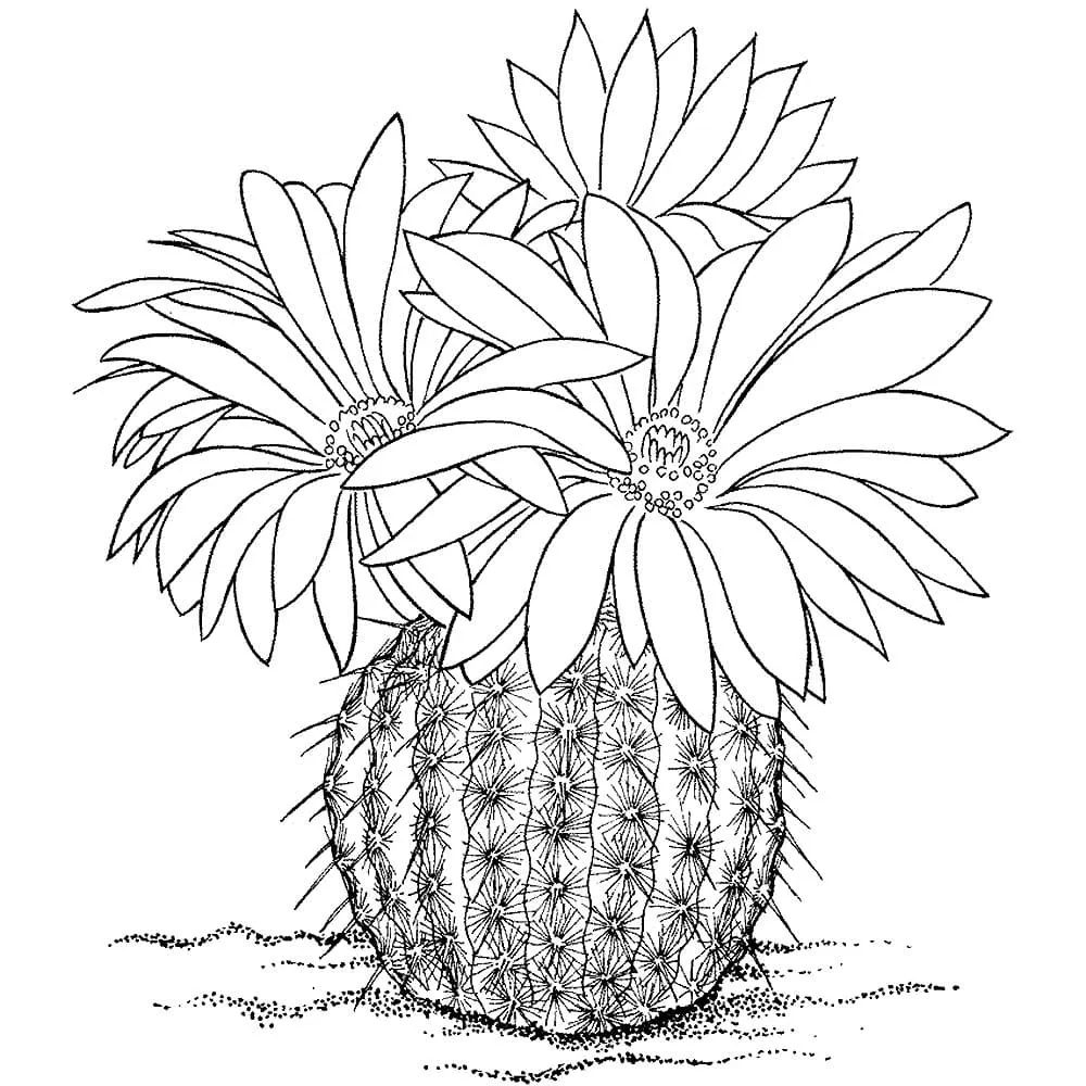 Dibujos para colorear e imprimir Cactus