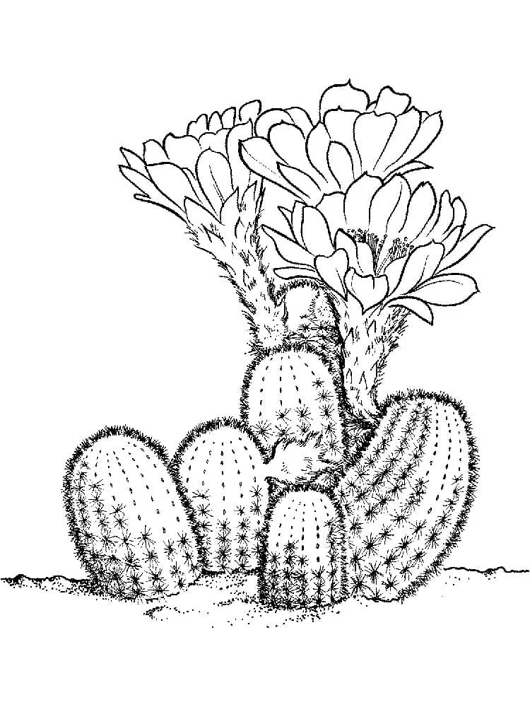 Dibujos para colorear e imprimir Cactus