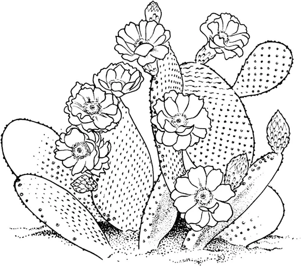 Dibujos para colorear e imprimir Cactus