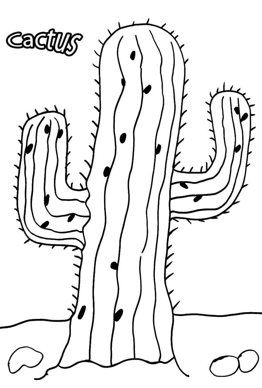 Dibujos para colorear e imprimir Cactus