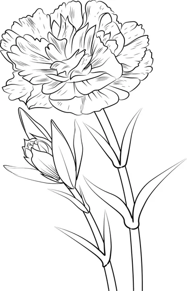 Dibujos para colorear e imprimir Carnation