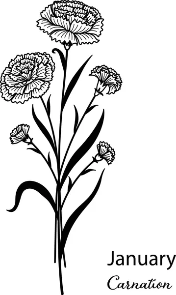 Dibujos para colorear e imprimir Carnation