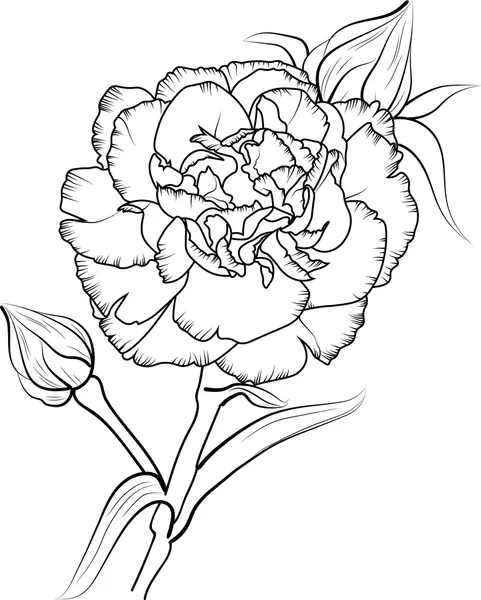 Carnation coloring pages 16