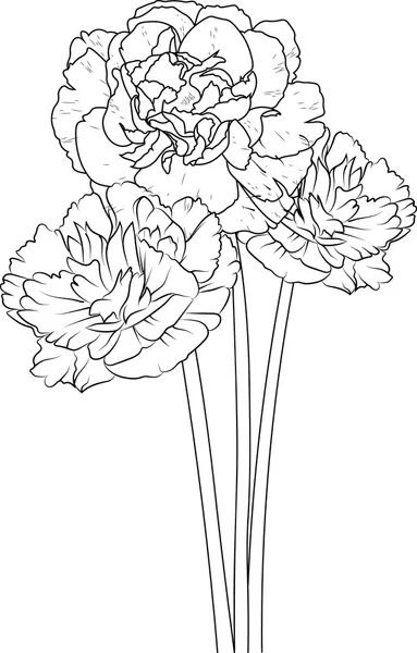 Dibujos para colorear e imprimir Carnation