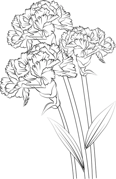 Dibujos para colorear e imprimir Carnation