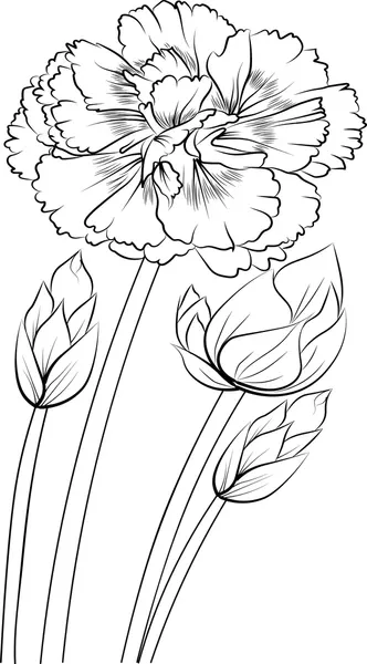 Dibujos para colorear e imprimir Carnation