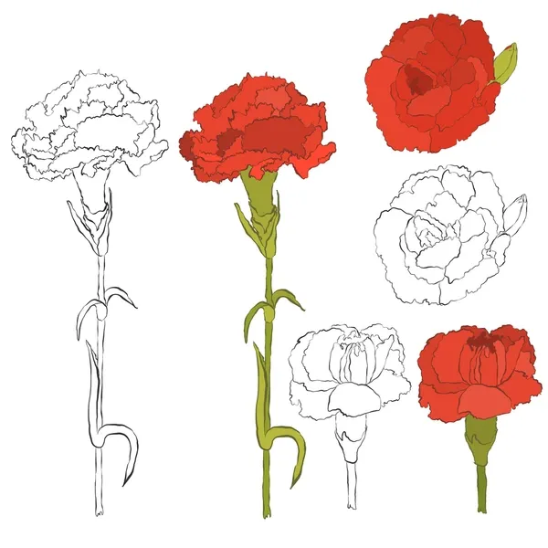 Dibujos para colorear e imprimir Carnation