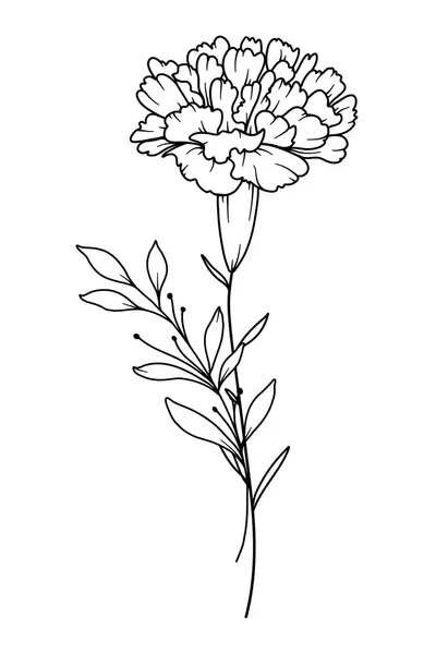 Dibujos para colorear e imprimir Carnation