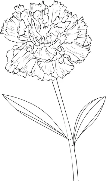 Dibujos para colorear e imprimir Carnation