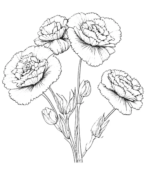 Dibujos para colorear e imprimir Carnation