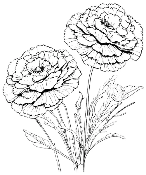 Dibujos para colorear e imprimir Carnation