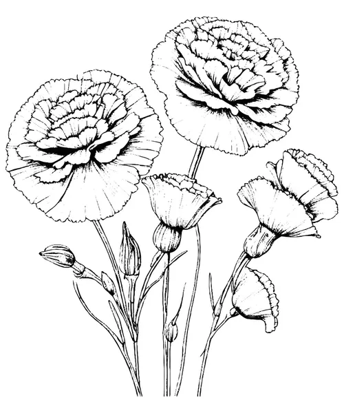 Dibujos para colorear e imprimir Carnation