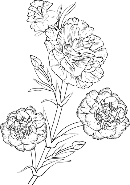 Dibujos para colorear e imprimir Carnation