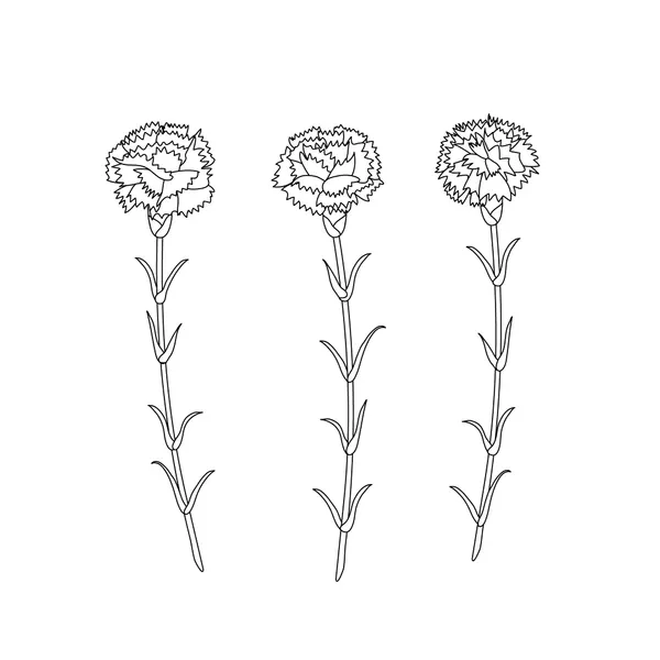 Dibujos para colorear e imprimir Carnation