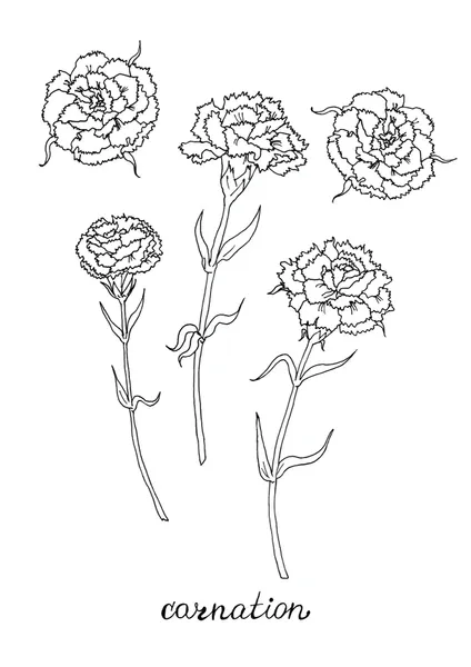 Dibujos para colorear e imprimir Carnation