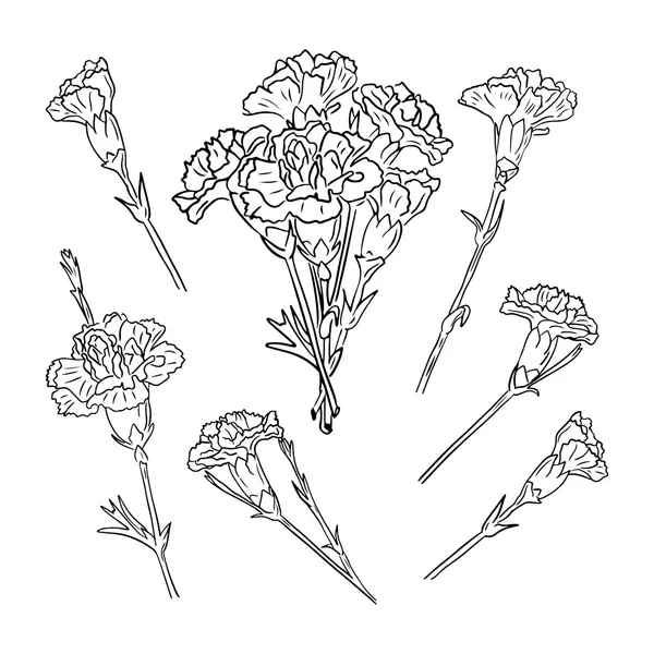 Dibujos para colorear e imprimir Carnation