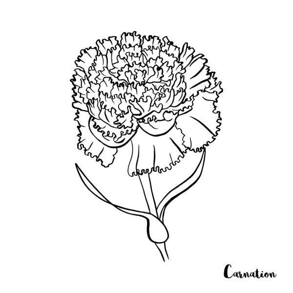 Dibujos para colorear e imprimir Carnation