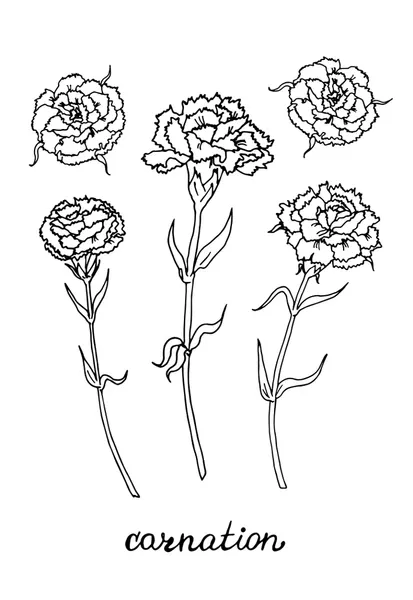 Dibujos para colorear e imprimir Carnation