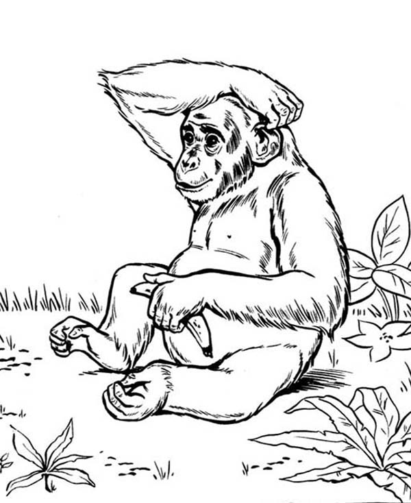 Chimpanzee coloring pages 1