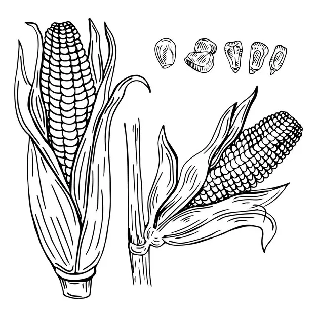 Dibujos para colorear e imprimir Corn