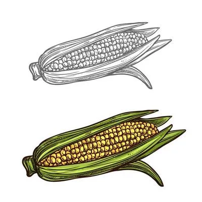 Dibujos para colorear e imprimir Corn