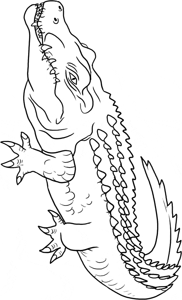 Dibujos para colorear e imprimir Crocodile