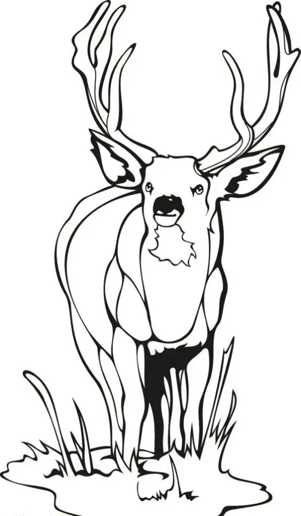 Dibujos para colorear e imprimir Deer