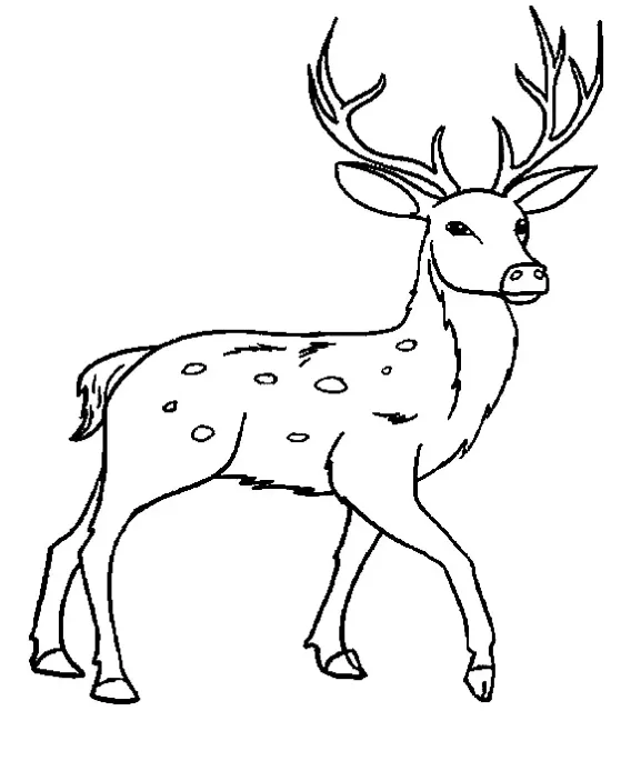 Dibujos para colorear e imprimir Deer