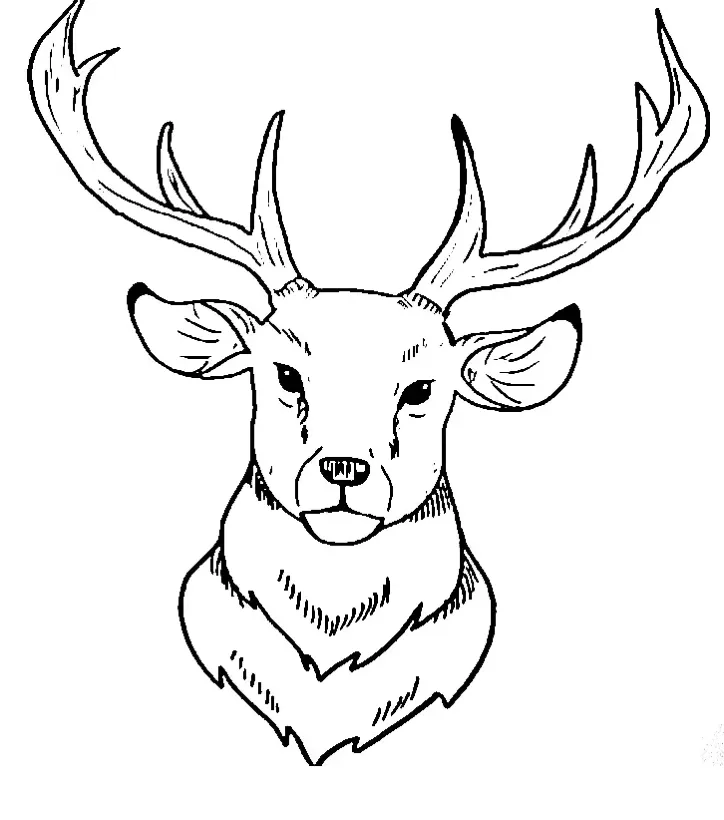 Dibujos para colorear e imprimir Deer