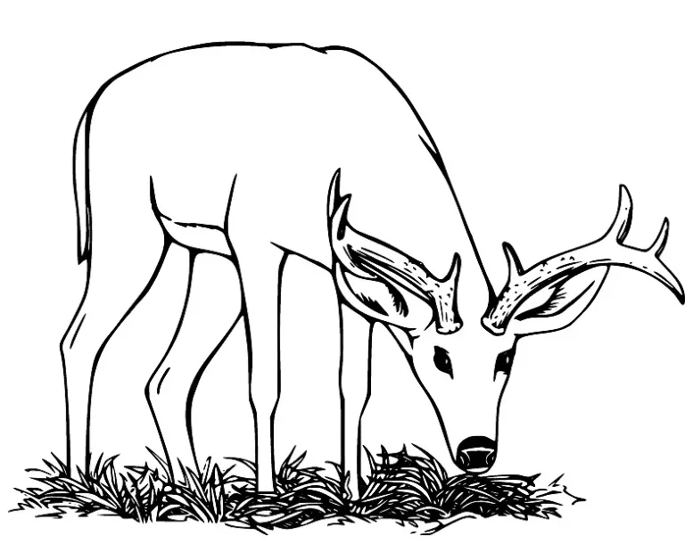 Dibujos para colorear e imprimir Deer