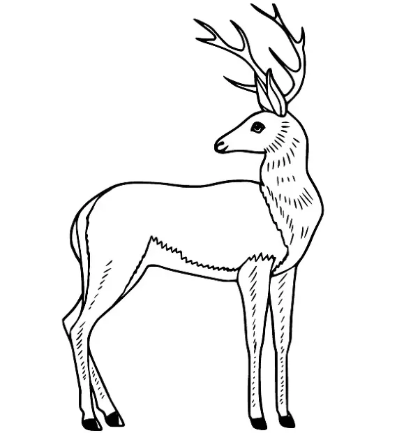 Dibujos para colorear e imprimir Deer