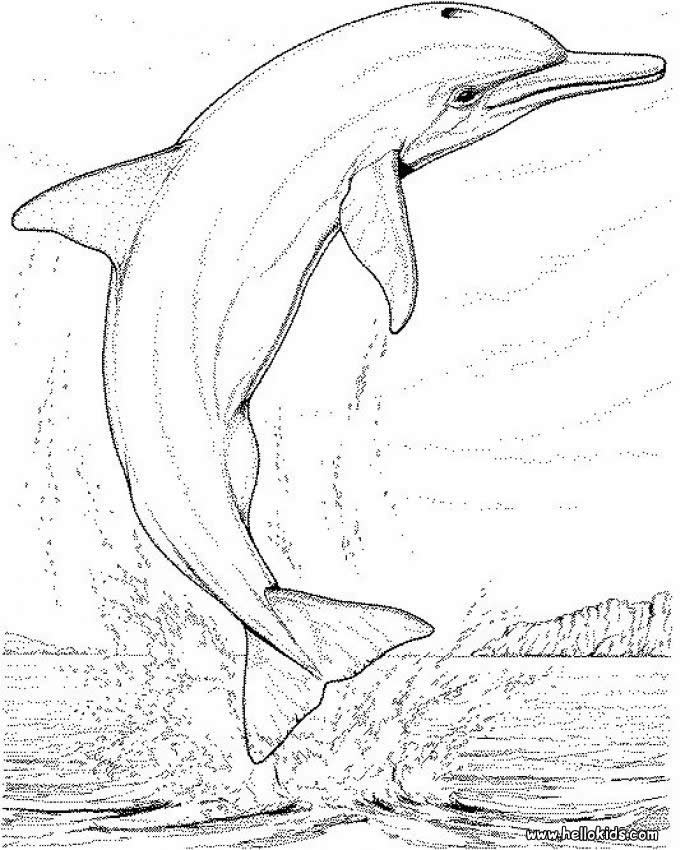 Dibujos para colorear e imprimir Dolphin