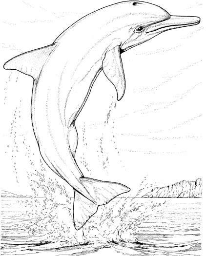 Dibujos para colorear e imprimir Dolphin