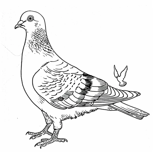 Dibujos para colorear e imprimir Dove