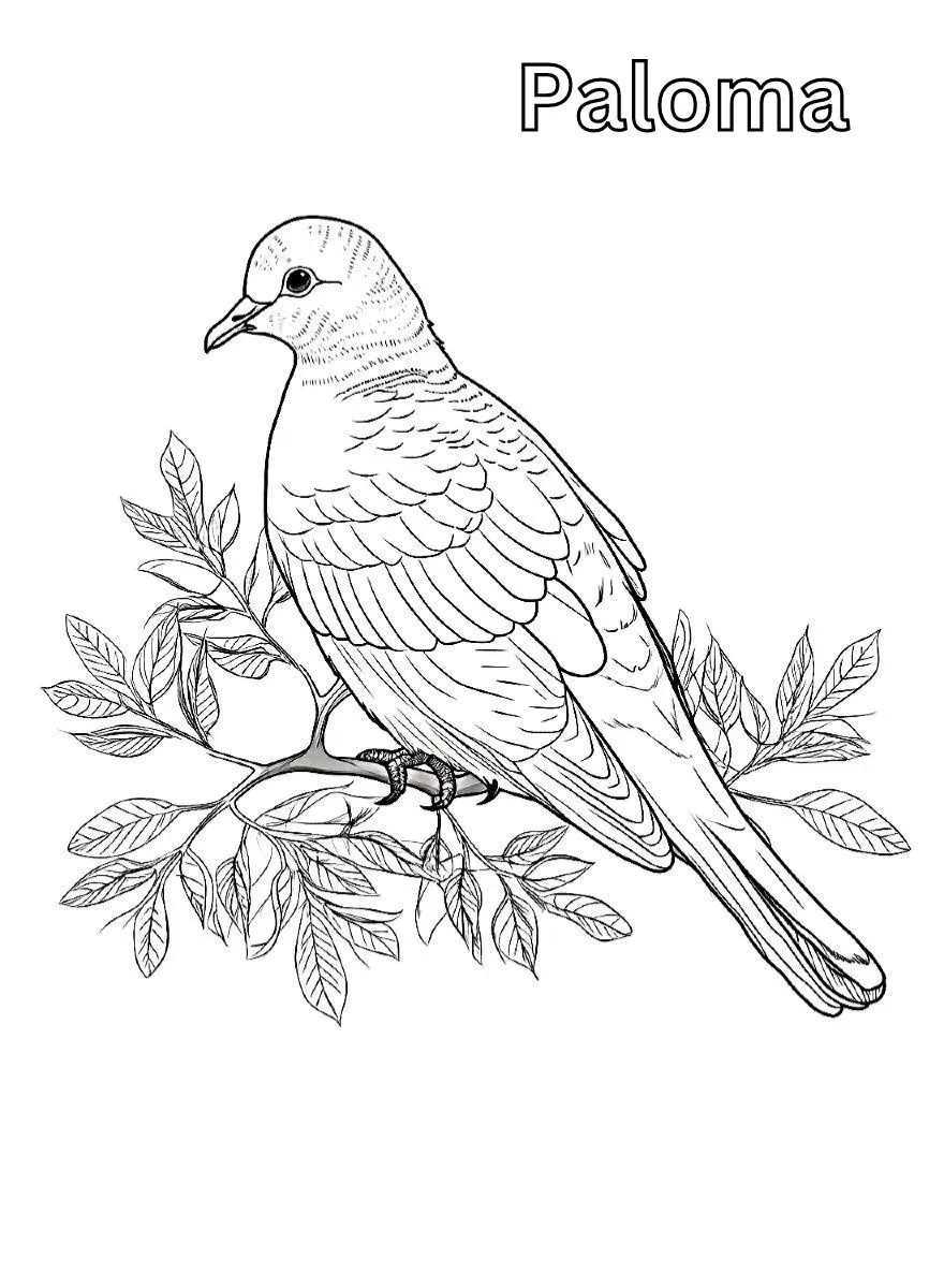 Dibujos para colorear e imprimir Dove