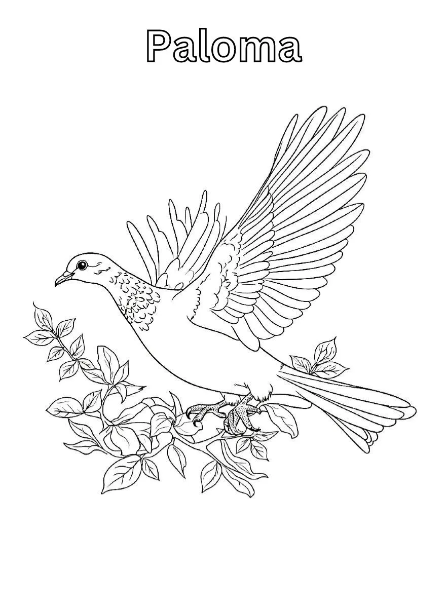 Dibujos para colorear e imprimir Dove