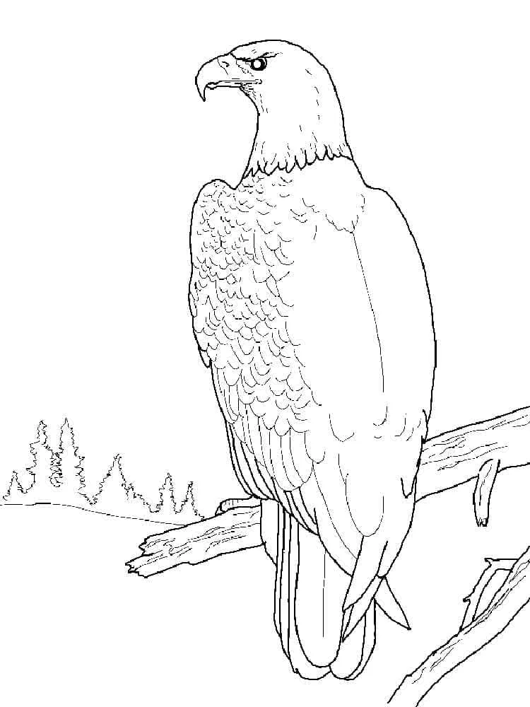 Dibujos para colorear e imprimir Eagles