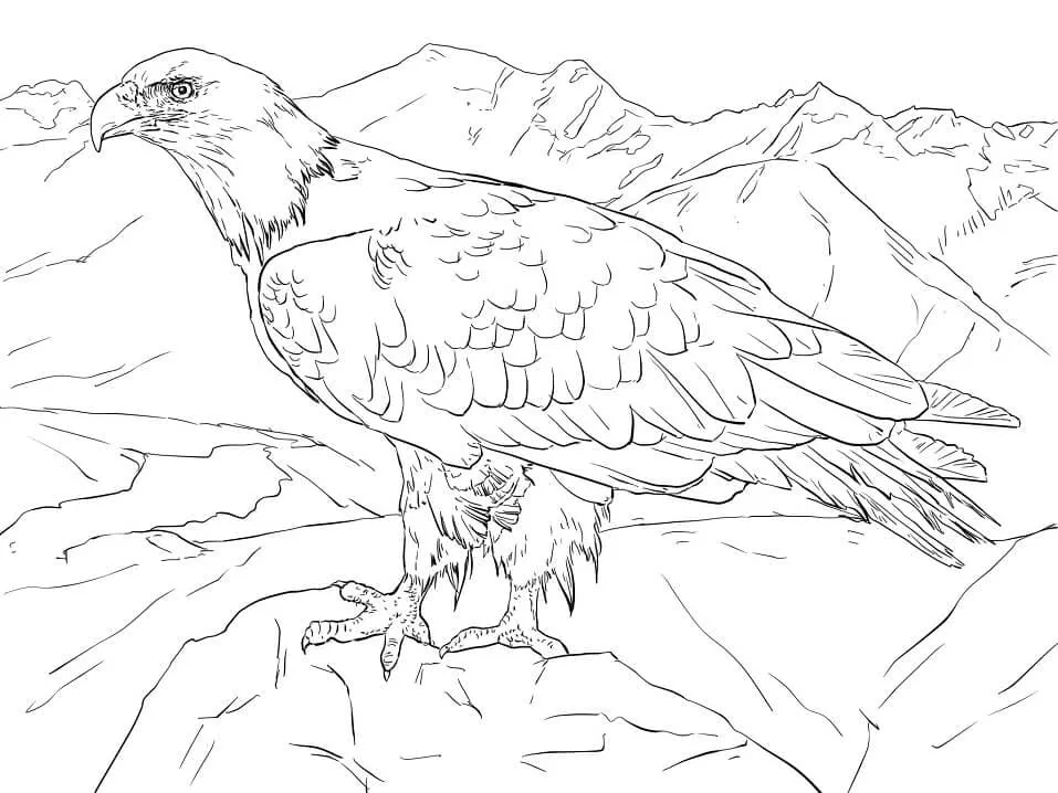 Dibujos para colorear e imprimir Eagles