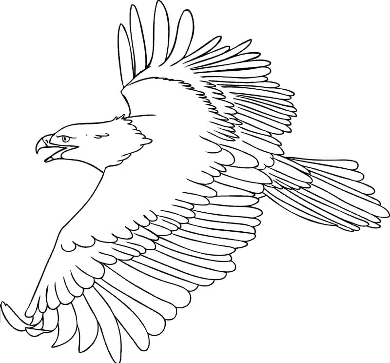 Dibujos para colorear e imprimir Eagles