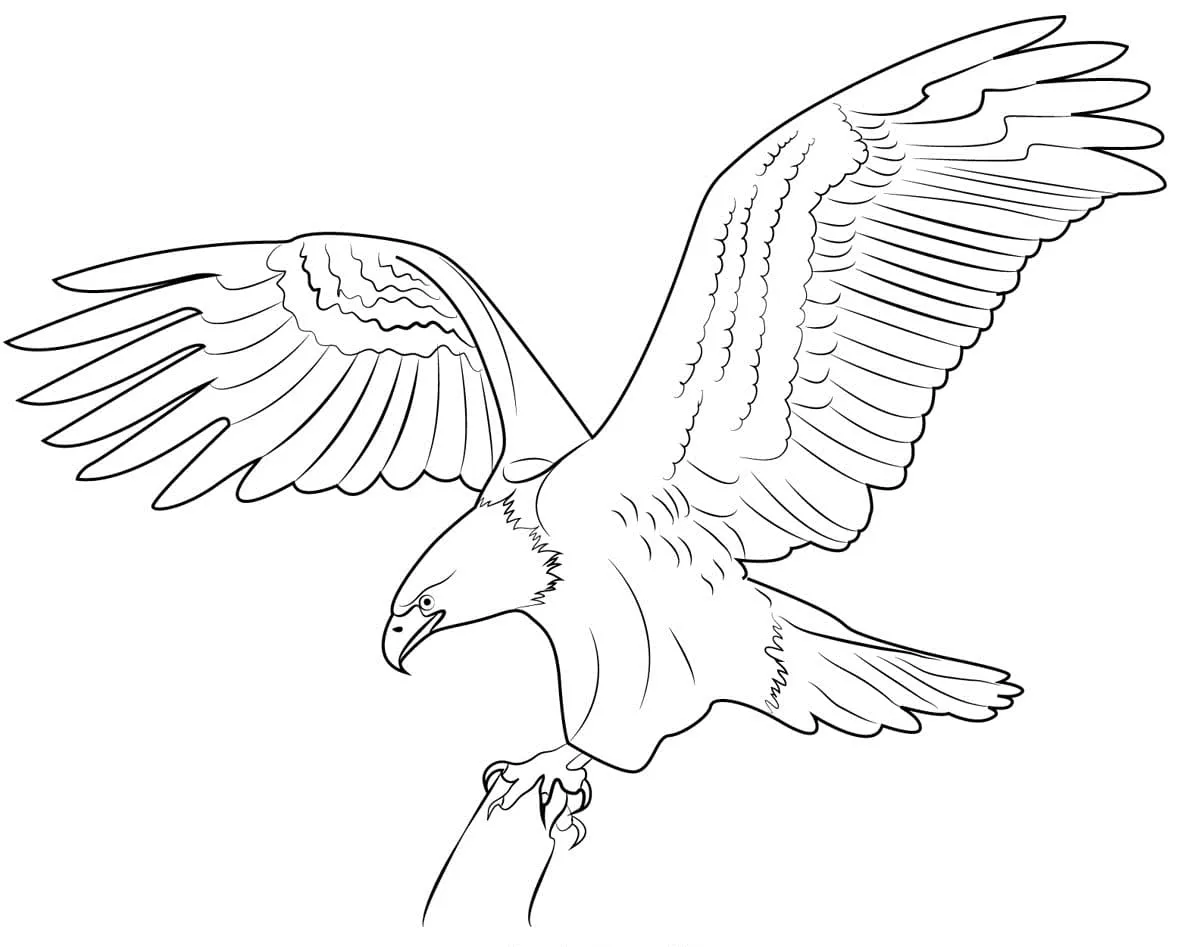 Dibujos para colorear e imprimir Eagles