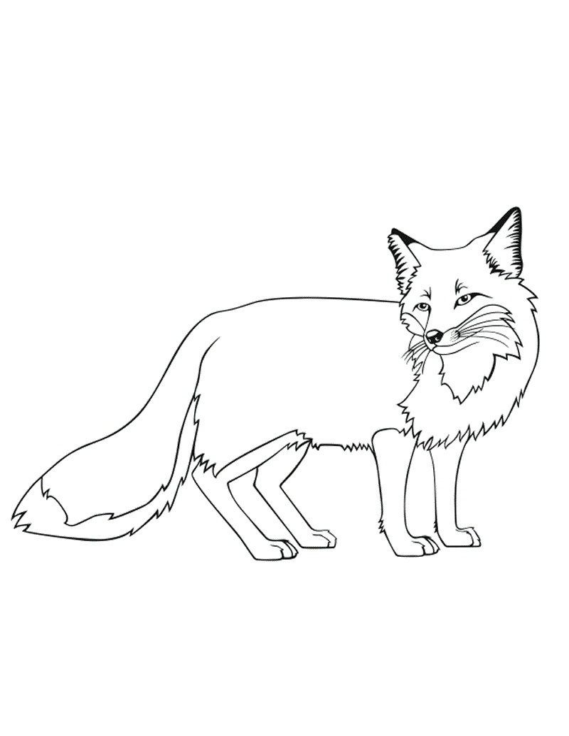 Dibujos para colorear e imprimir Fox