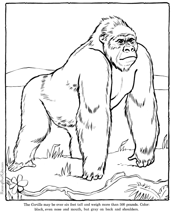 Dibujos para colorear e imprimir Gorilla