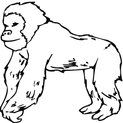 Dibujos para colorear e imprimir Gorilla