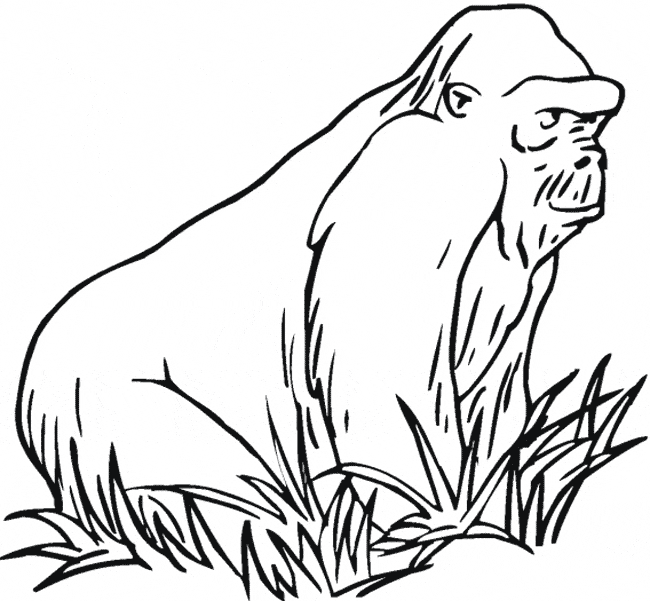 Dibujos para colorear e imprimir Gorilla