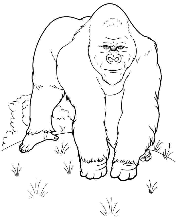 Dibujos para colorear e imprimir Gorilla