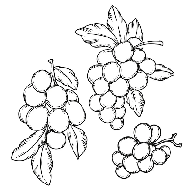 Dibujos para colorear e imprimir Grape