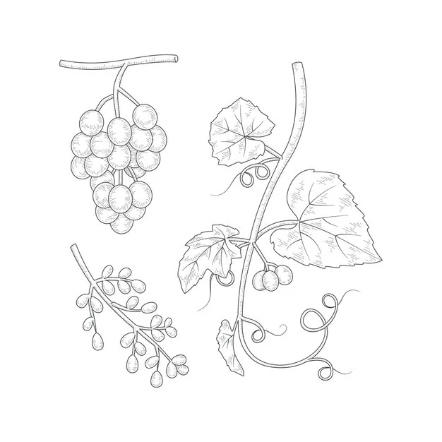 Dibujos para colorear e imprimir Grape